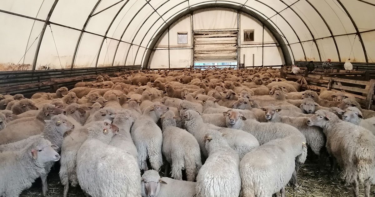A juh- és kecskeágazatban volt a legnagyobb bővülés